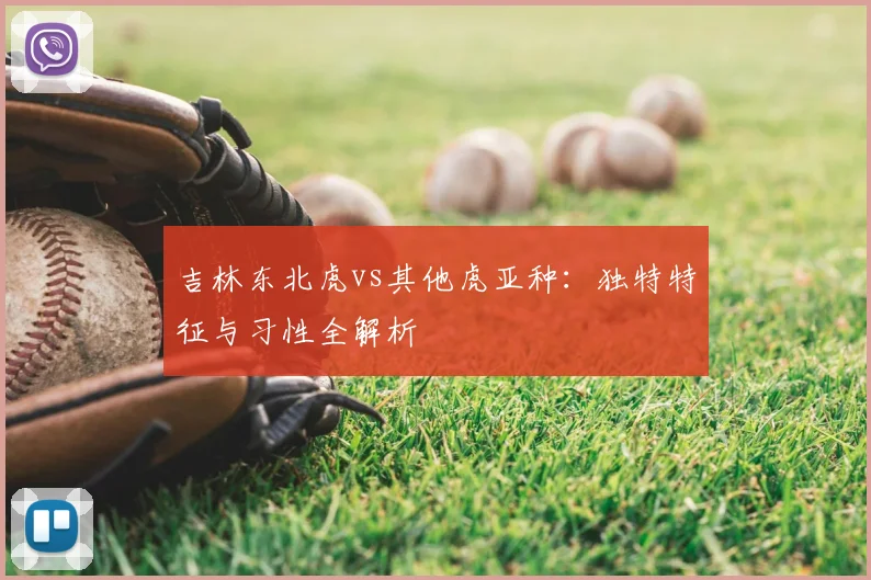 吉林东北虎vs其他虎亚种：独特特征与习性全解析